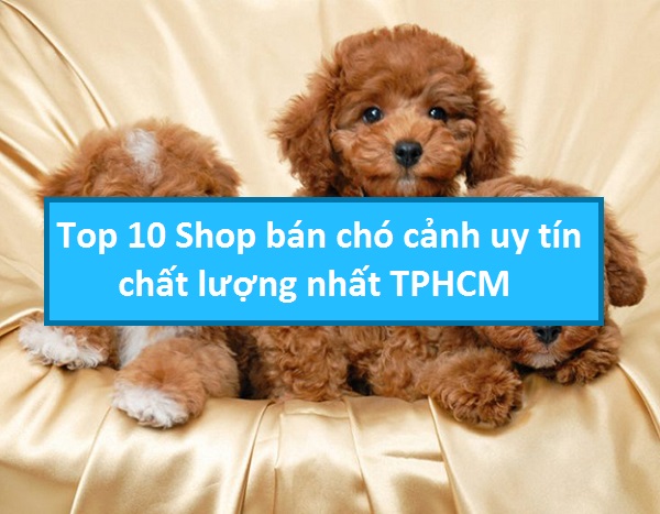 Top 10 Shop bán chó cảnh uy tín chất lượng nhất TPHCM